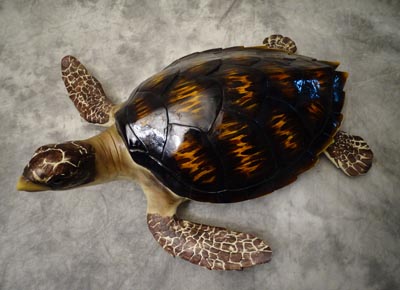 Large Decorative Sea Turtle - Globe Imports